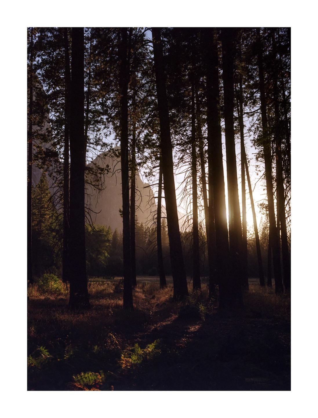 The sun shines through a forest of tall trees, illuminating the undergrowth.