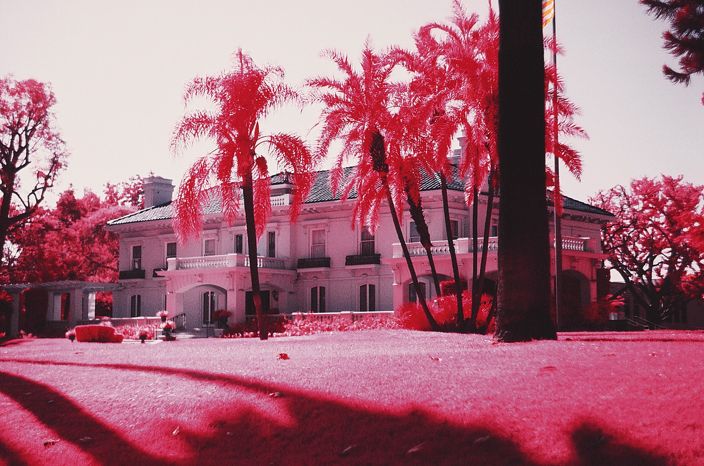 A large white mansion with palm trees and other foliage in shades of red and pink stands under a bright sky.