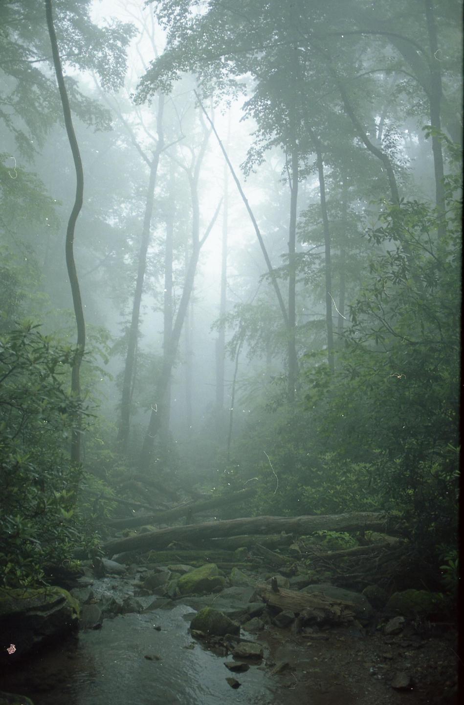 A foggy forest with a stream and fallen logs on the ground.