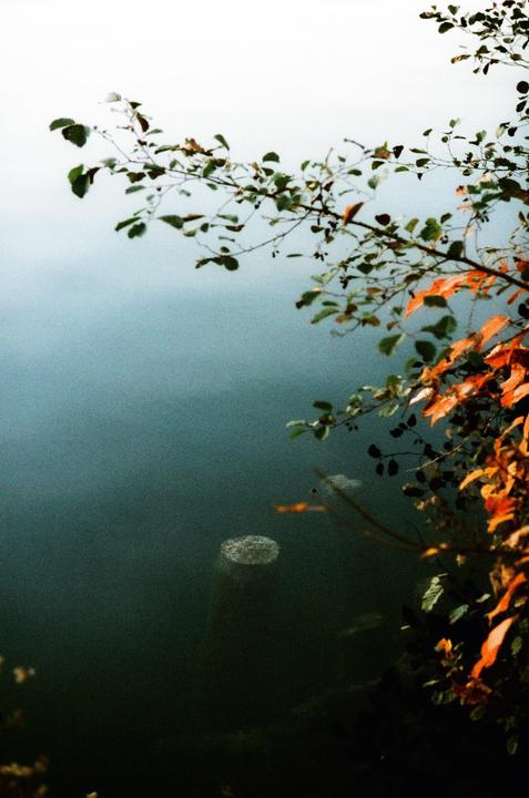 Branches with green and orange leaves hang over dark water with reflections.