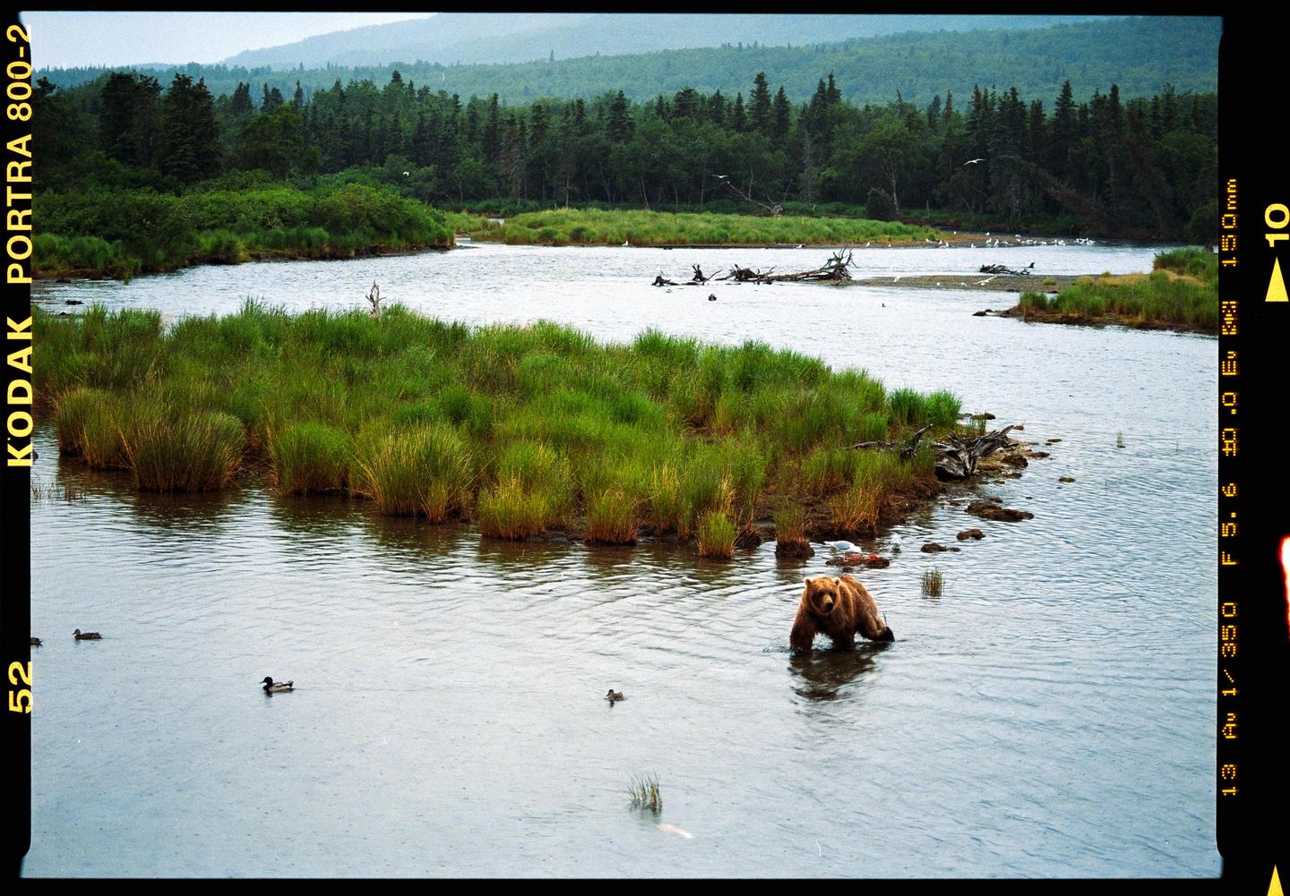 A brown bear stands in a river with ducks swimming nearby, surrounded by green grass and a forest in the background.