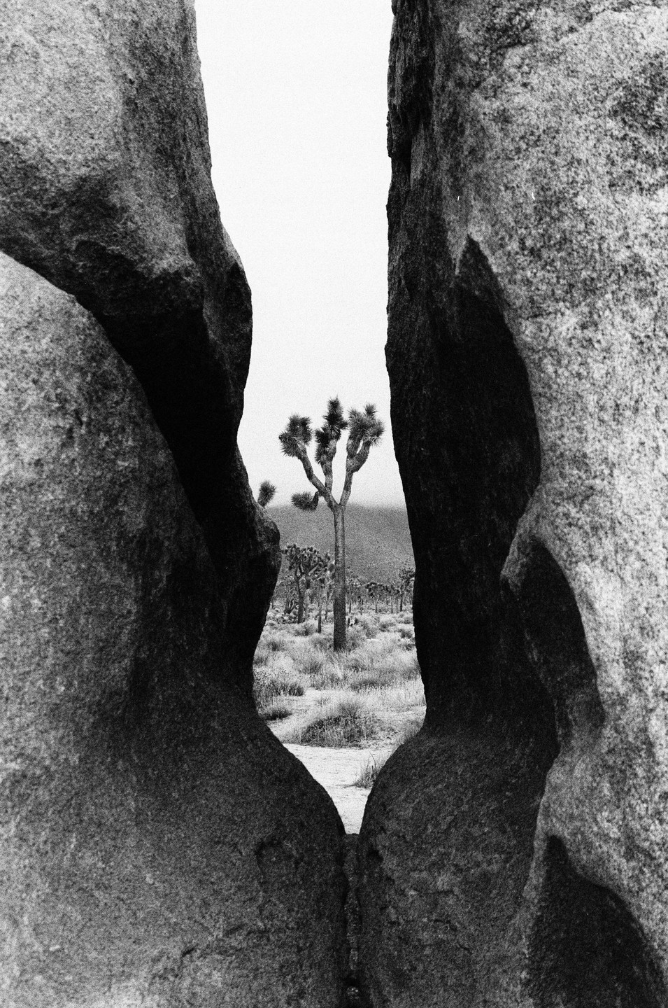 A Joshua tree stands in a desert landscape framed by two large rocks.