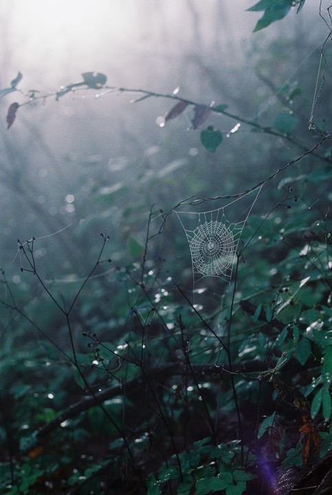 A spiderweb covered in dew drops is visible among green foliage and branches in a hazy forest.