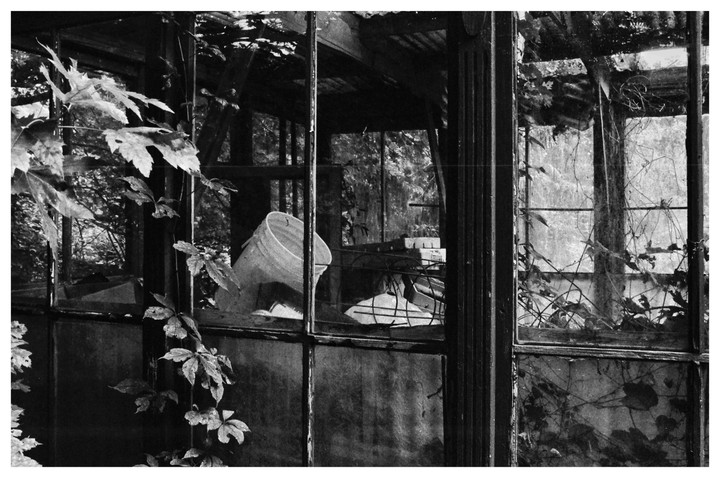 A white bucket sits inside a glass structure with vines growing on the outside.