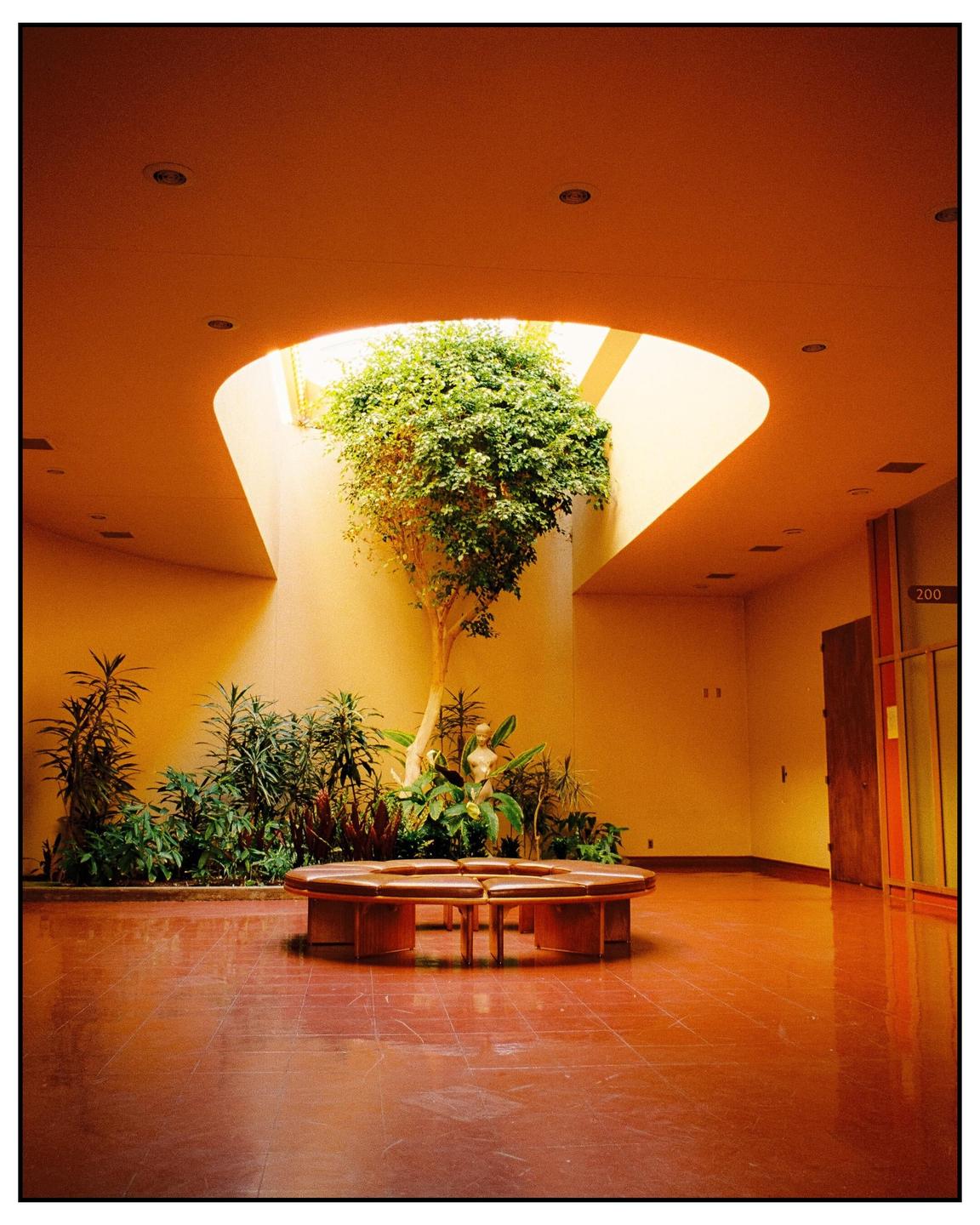 A tree grows in a circular planter in the center of a room with a circular bench and a skylight.
