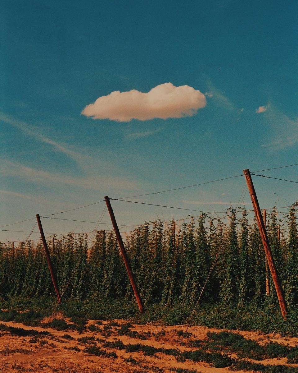 A single cloud floats above a field of hops supported by wooden poles.