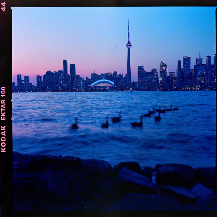 A flock of geese swims in the foreground of a city skyline at dusk.