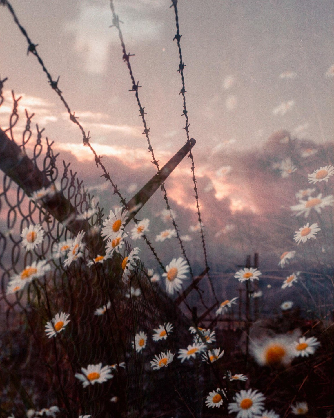 A double exposure shows barbed wire and a chain link fence overlaid with a field of daisies under a cloudy sky.
