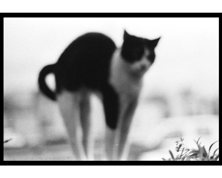 A blurry black and white cat with an arched back stands in a soft focus environment.