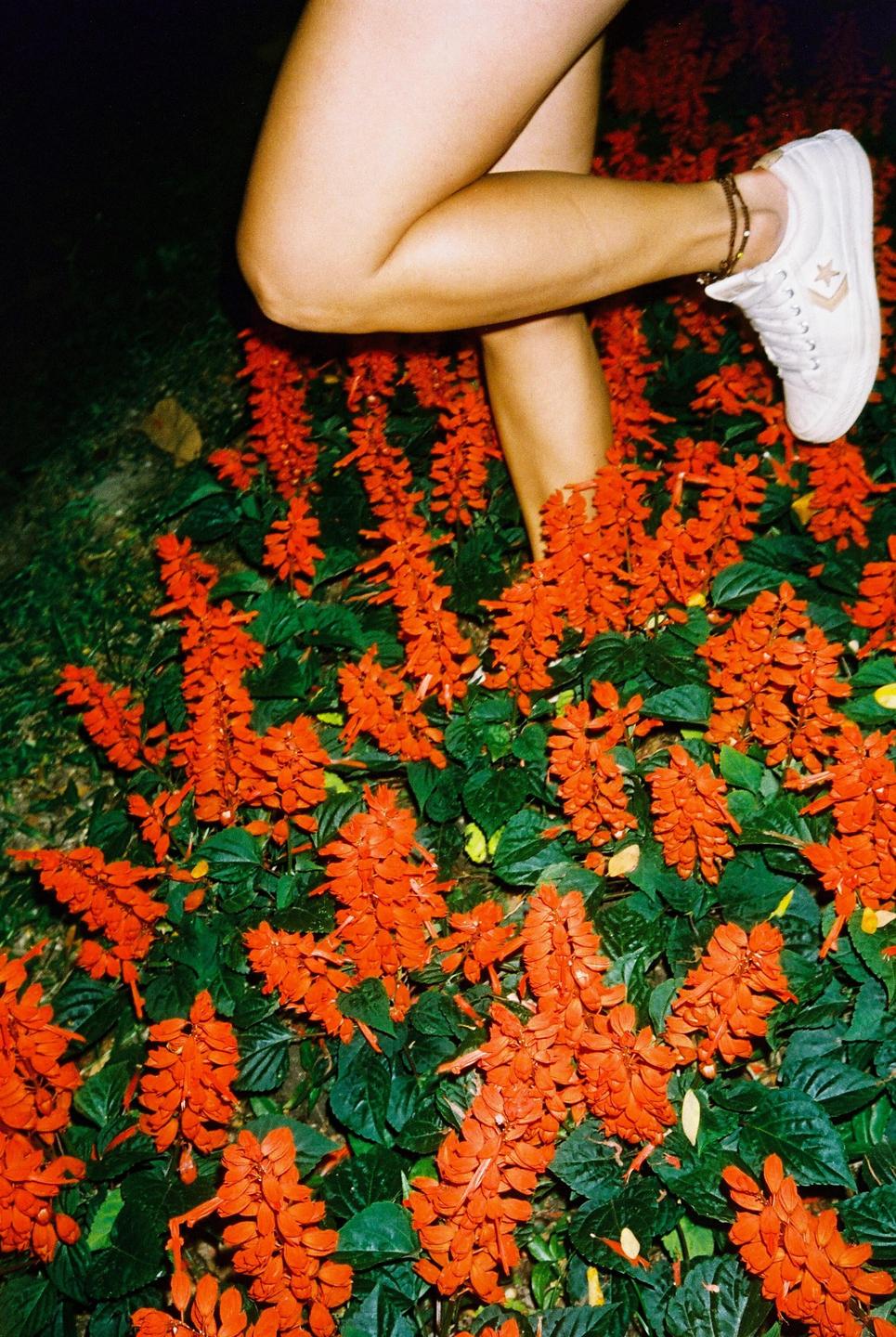 A person's legs and feet are visible among a bed of vibrant red flowers and green foliage.