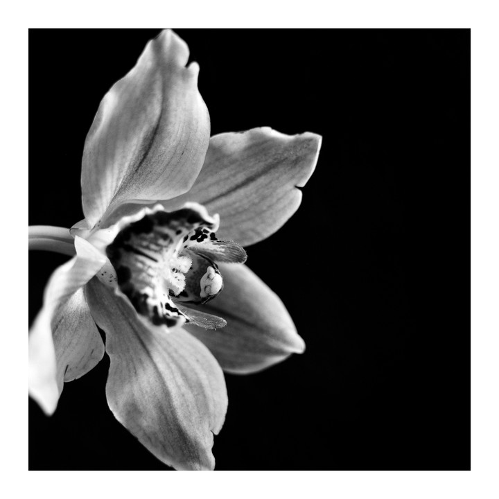 A single orchid blossom is shown in close-up against a dark background.