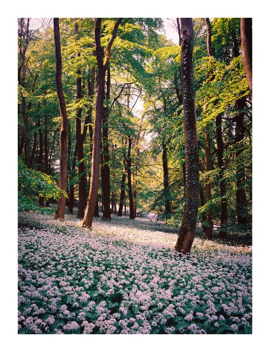 A forest floor is covered in a dense carpet of white wild garlic blossoms under tall trees.
