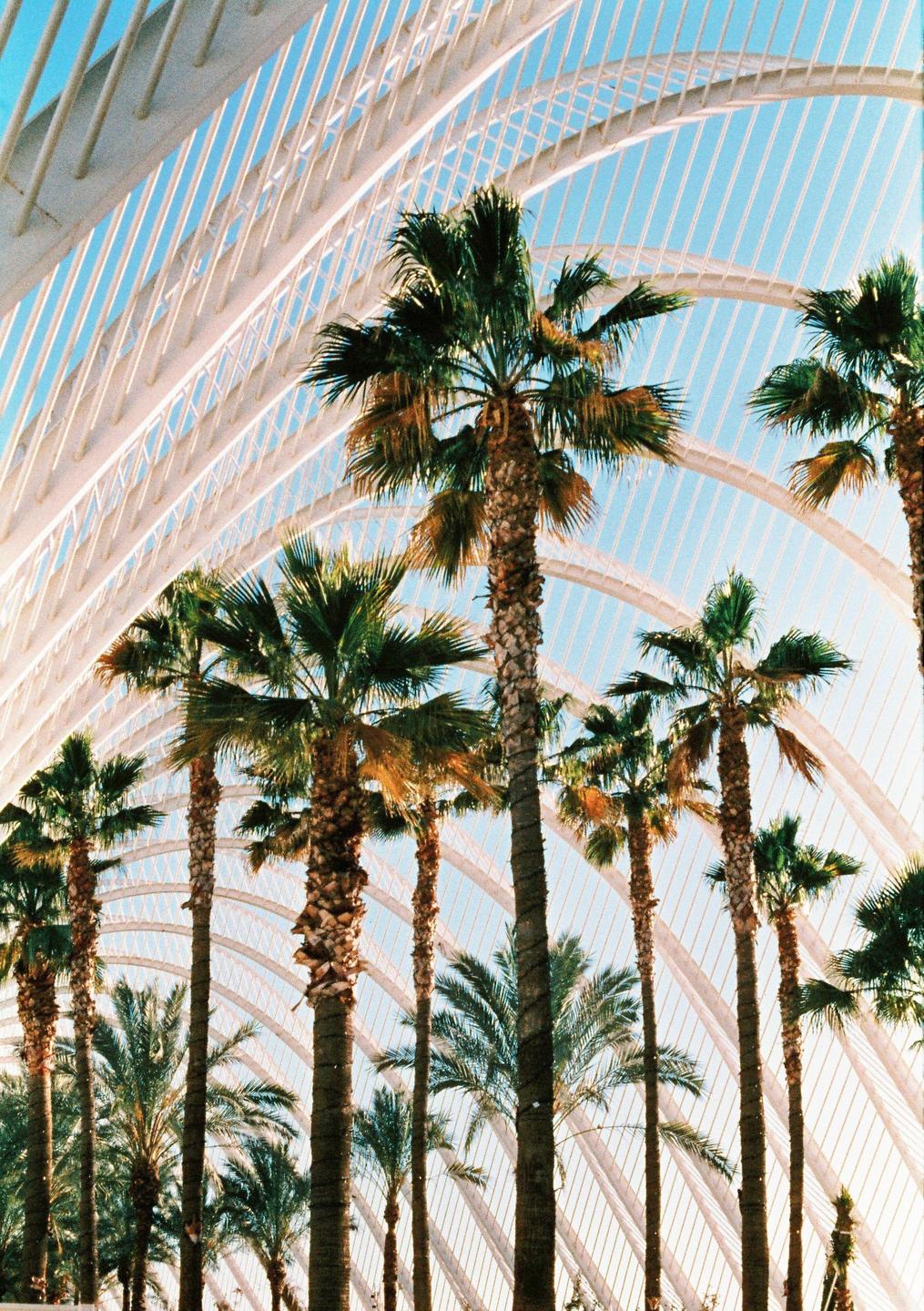 Palm trees stand tall against a bright blue sky, framed by a modern white architectural structure.