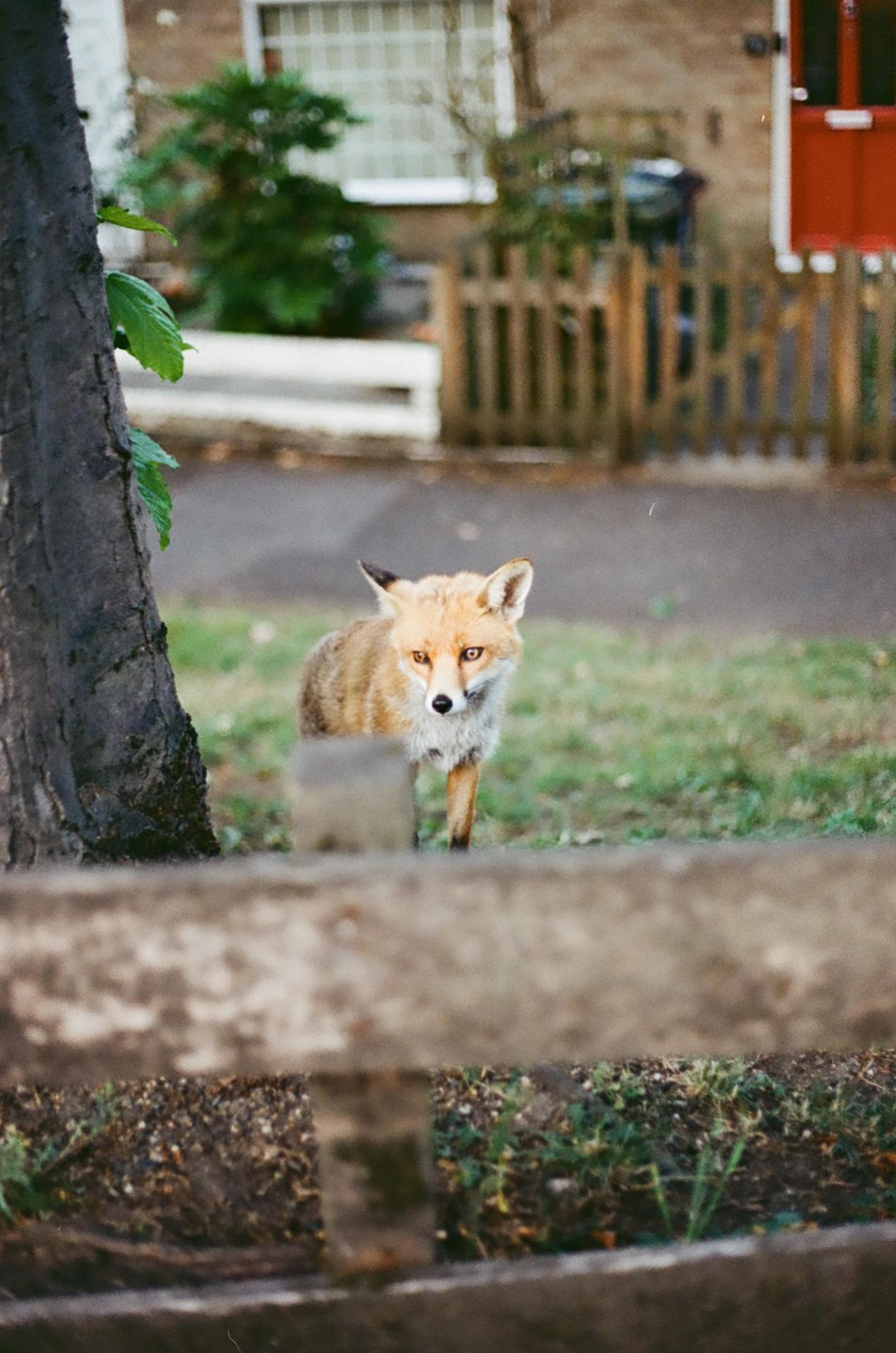 A fox stands in a grassy area behind a wooden fence, looking towards the viewer.