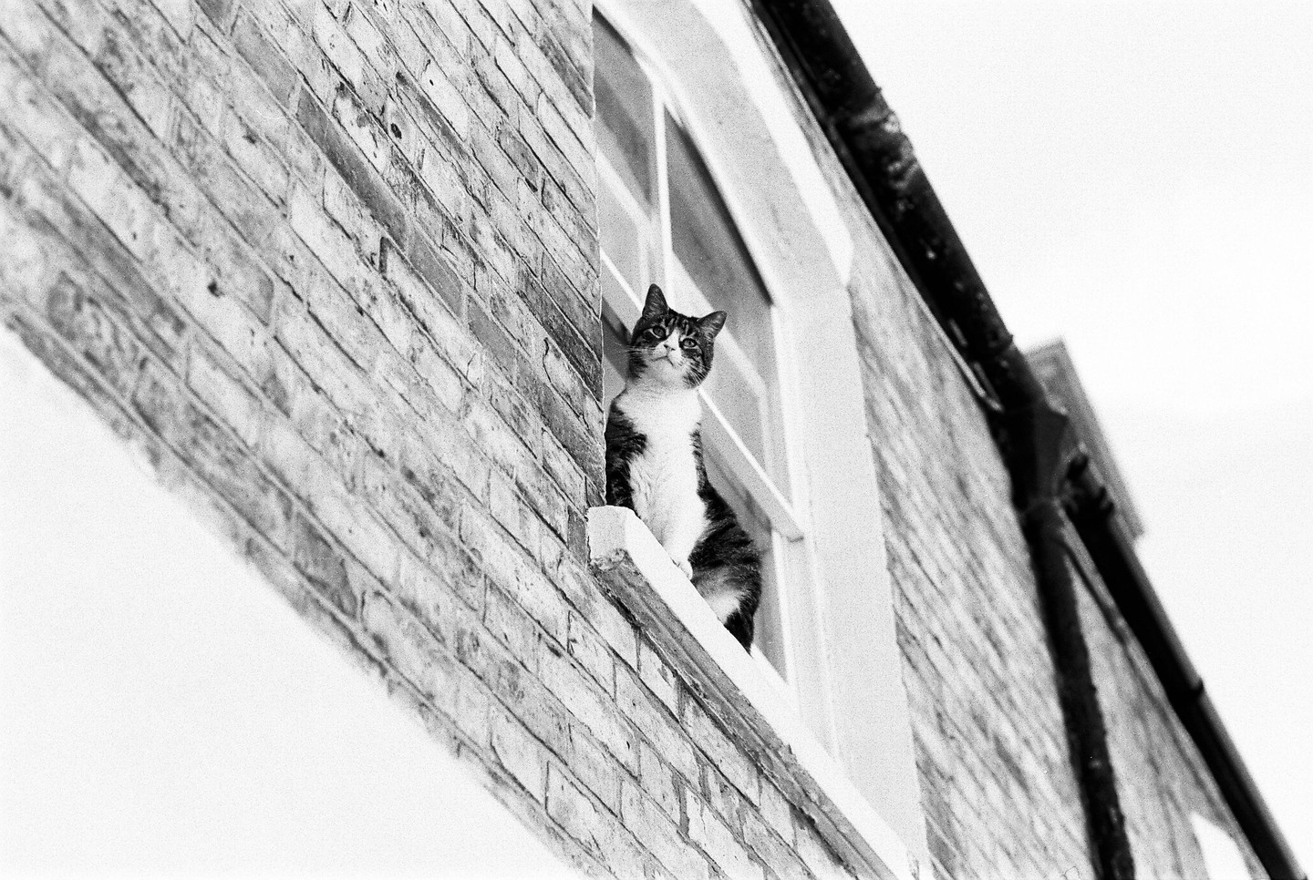 A cat sits on a window ledge of a brick building, looking up and to the left.