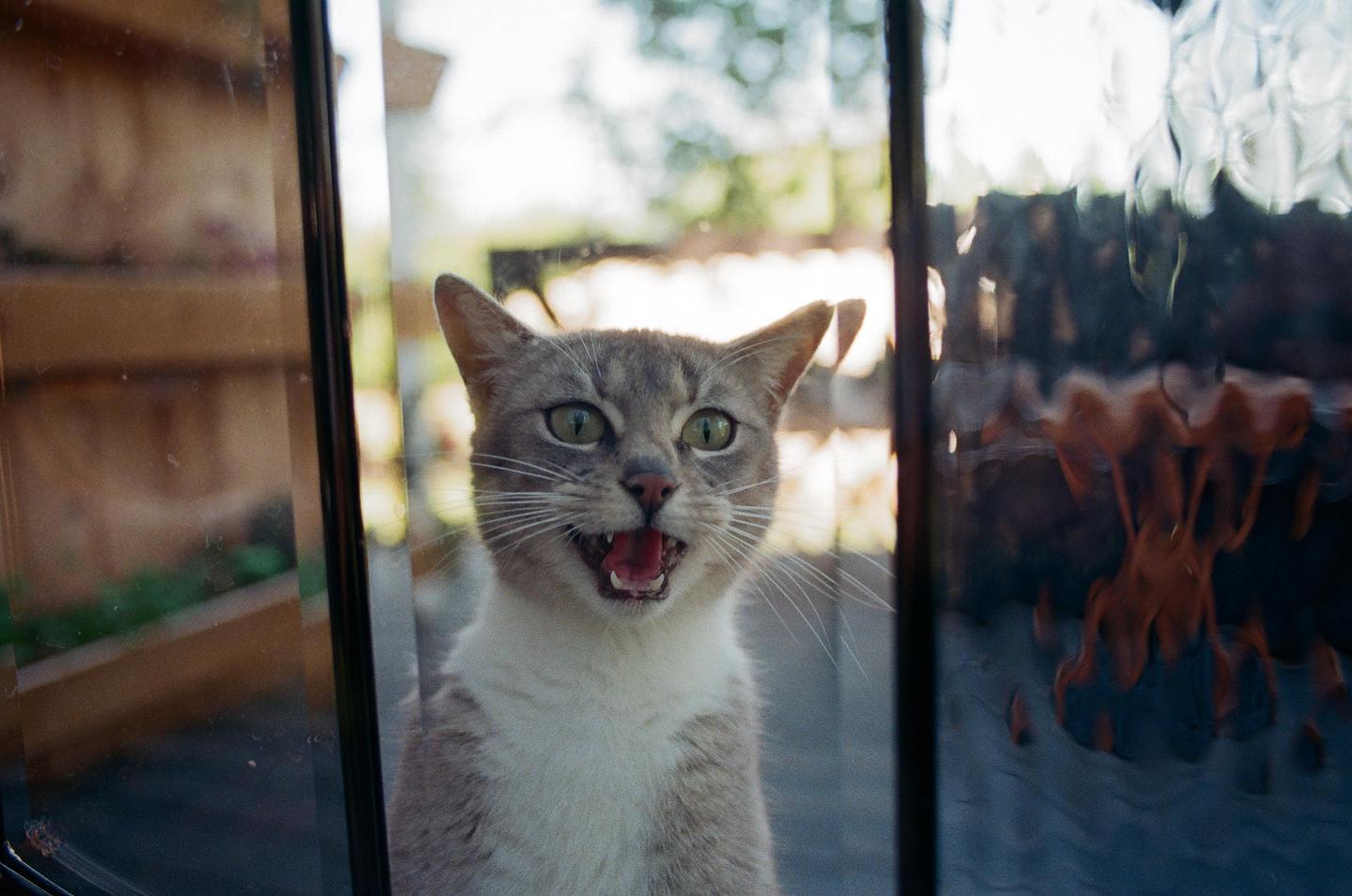 A gray and white cat with its mouth open is looking through a glass door.