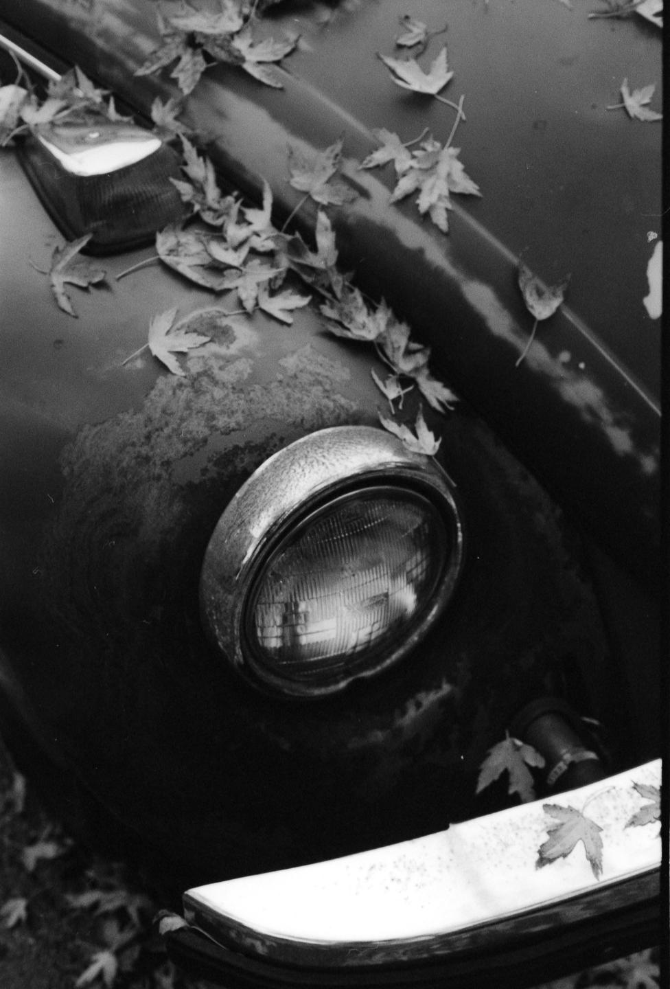 Autumn leaves cover the hood and headlight of a vintage car.