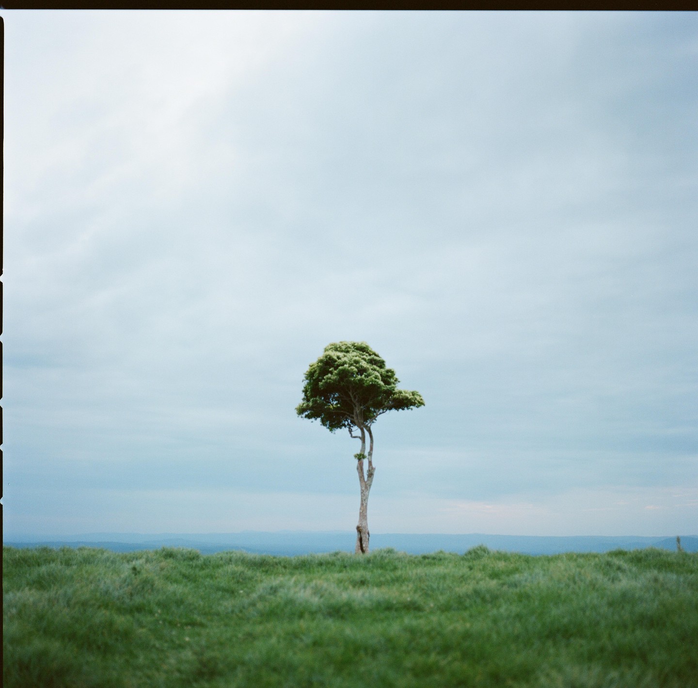 A single tree stands in a field of green grass under a cloudy sky.