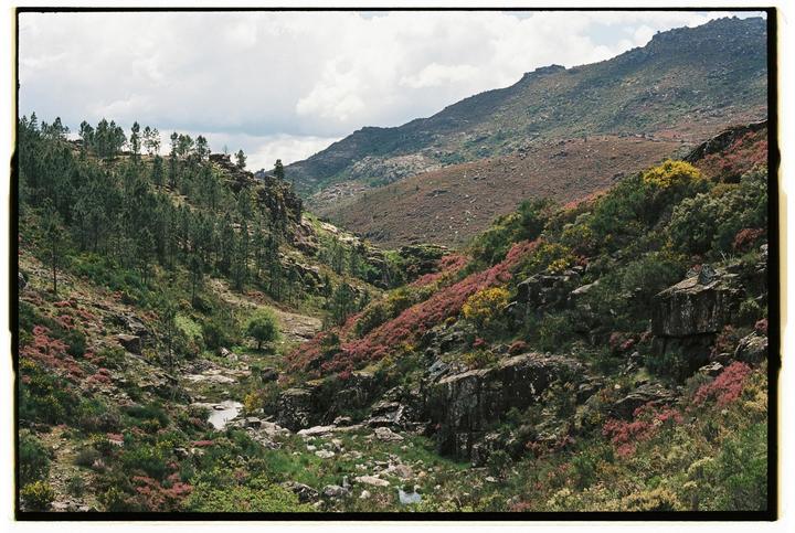 A valley with a stream running through it is surrounded by mountains covered in trees and colorful wildflowers.