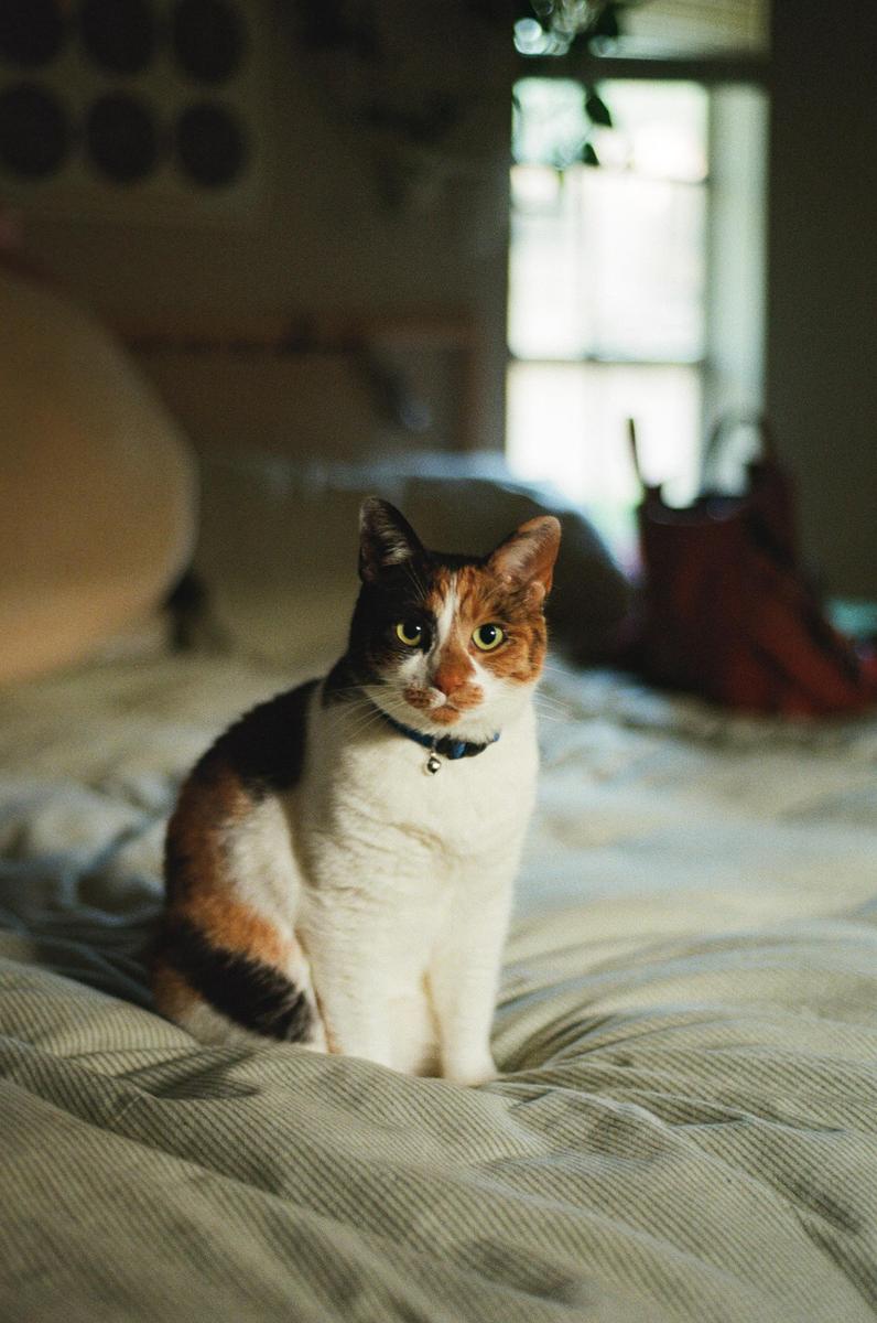 A calico cat with a blue collar sits on a striped bedspread in evening light.