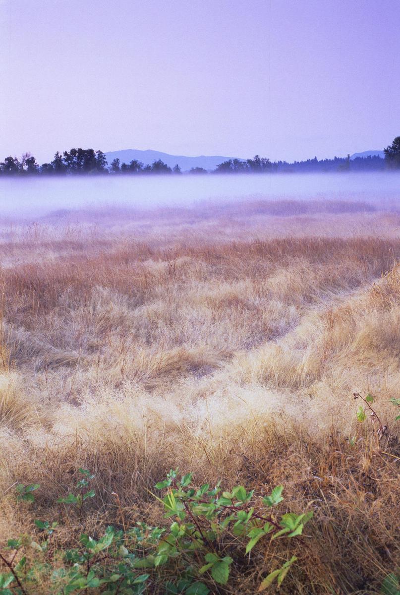 A field of dry grass is covered in a layer of fog with trees and mountains in the distance under a purple sky.