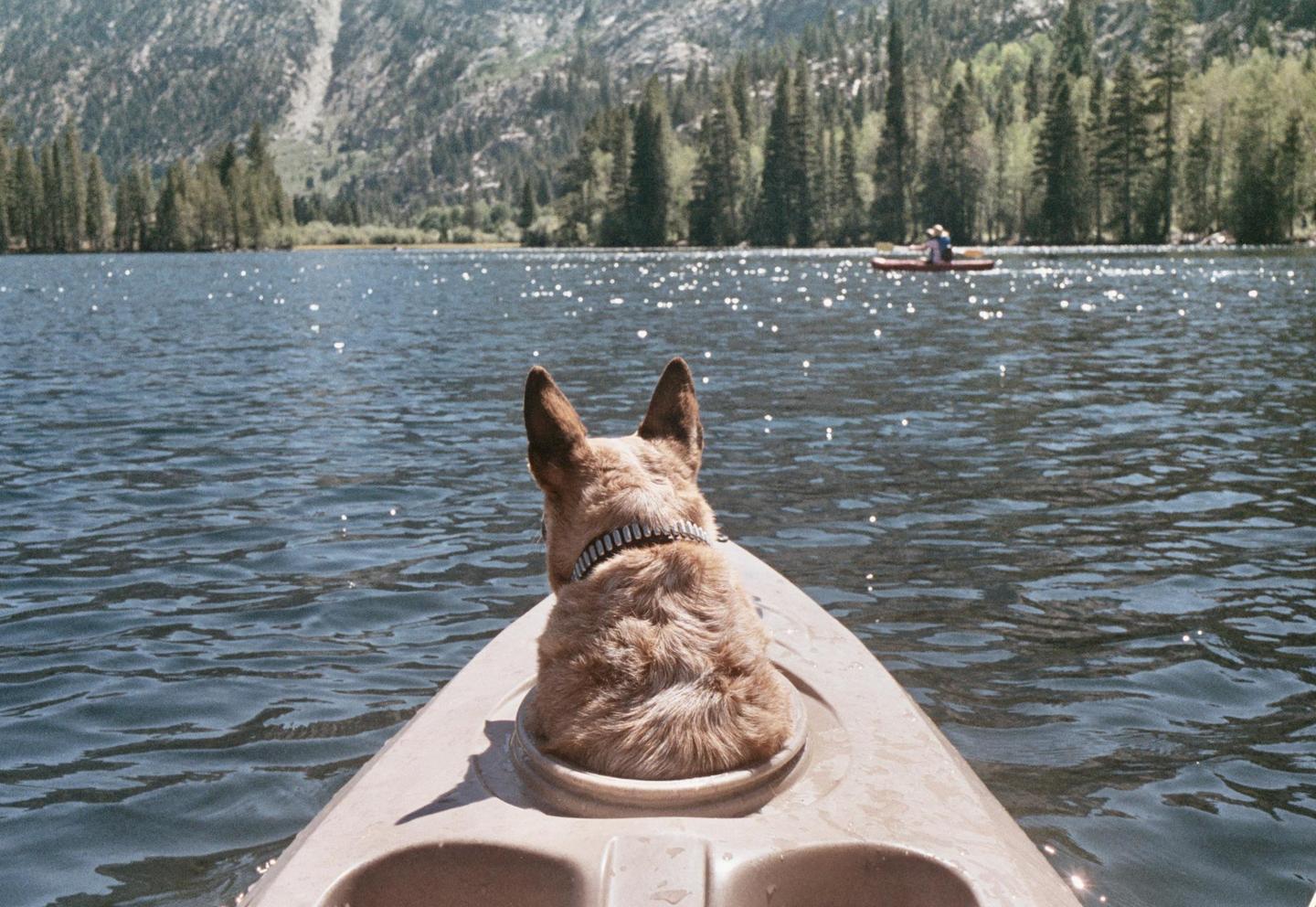 A dog sits in a kayak on a lake with mountains and trees in the background.
