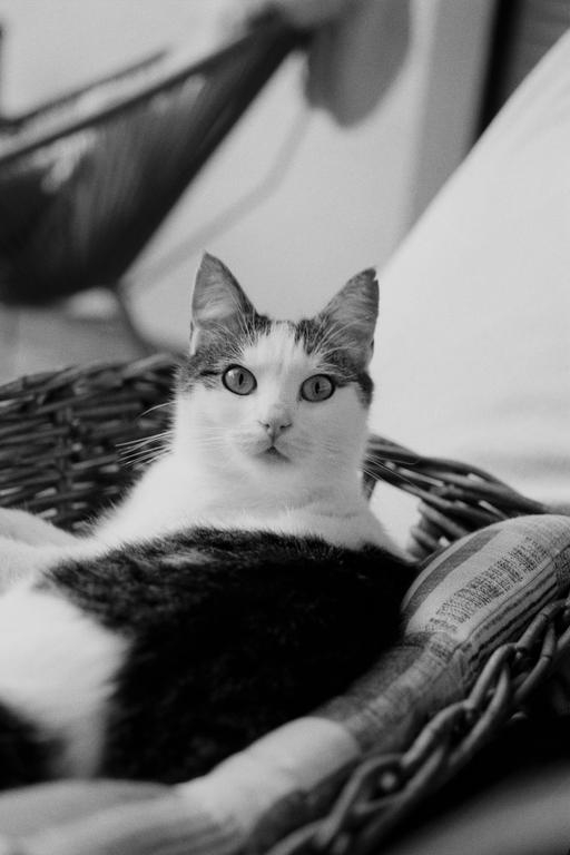 A black and white cat with large eyes is sitting in a wicker basket.