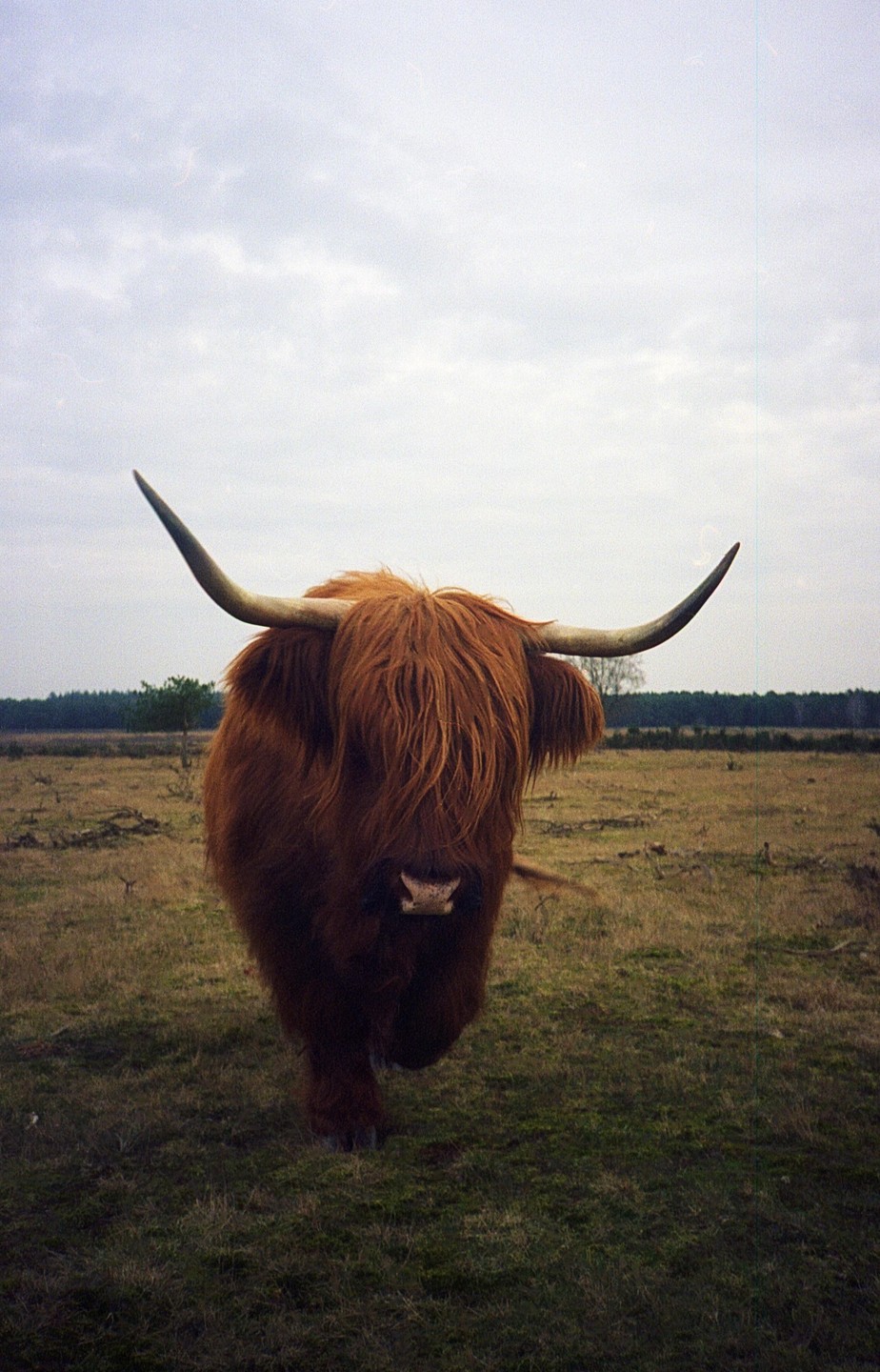 A highland cow with long horns and shaggy hair stands in a grassy field under a cloudy sky.