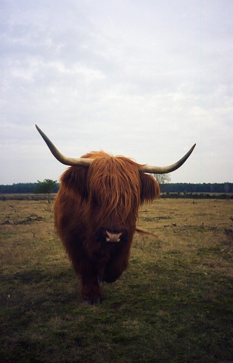 A highland cow with long horns and shaggy hair stands in a grassy field under a cloudy sky.