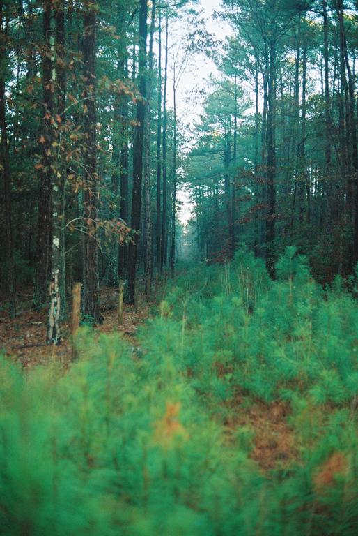 A narrow path leads through a dense forest with tall trees and green undergrowth.