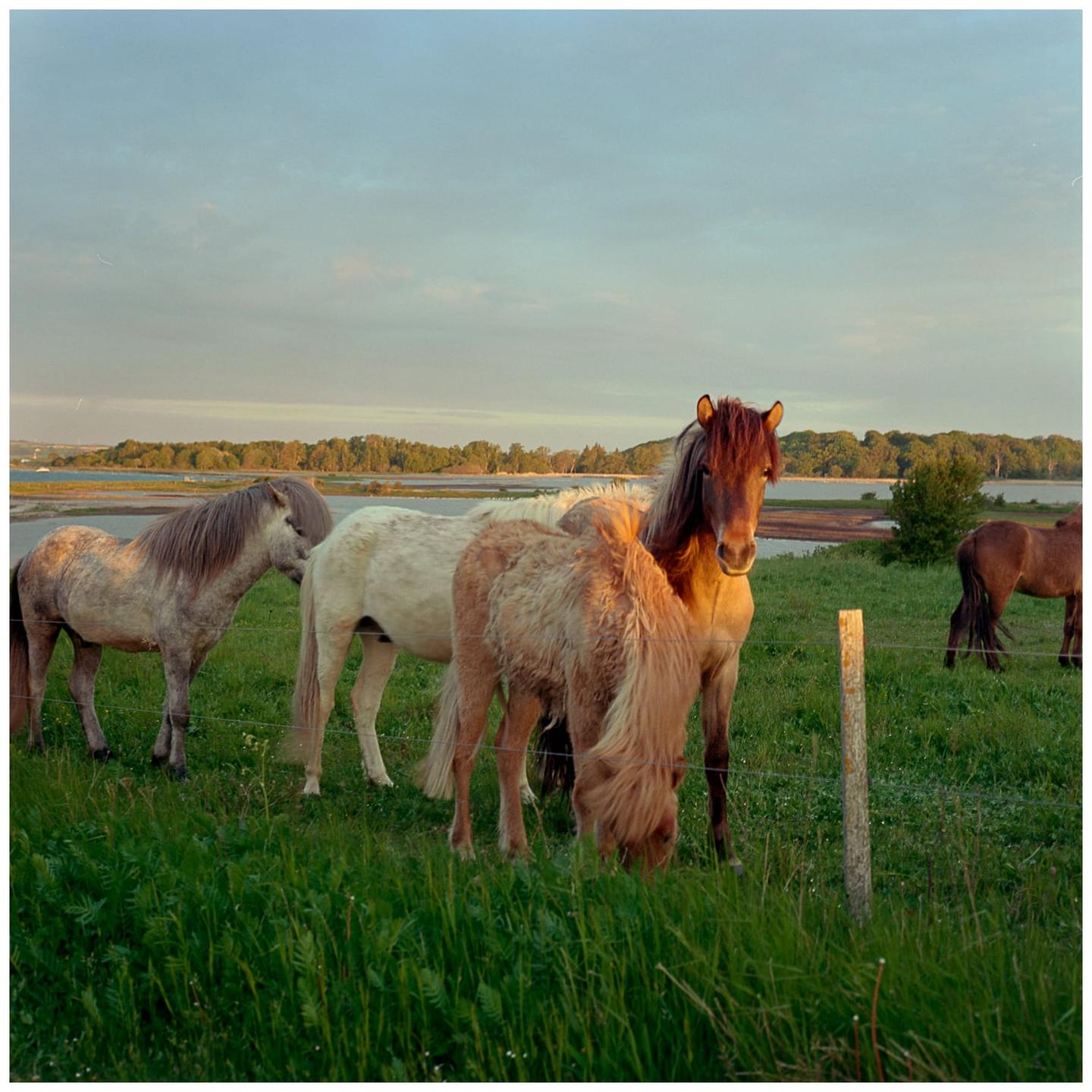 A group of horses graze in a grassy field near a body of water at sunrise.