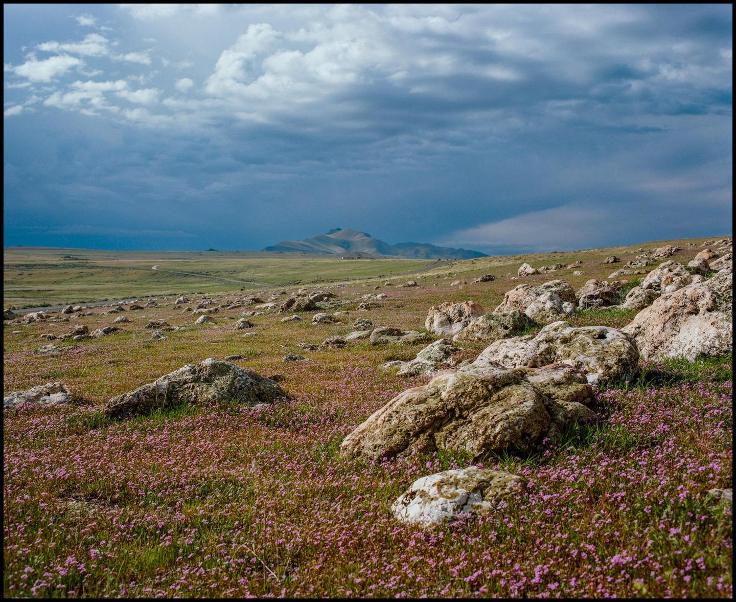 A field of small pink flowers and large rocks stretches towards a distant mountain range under a cloudy sky.