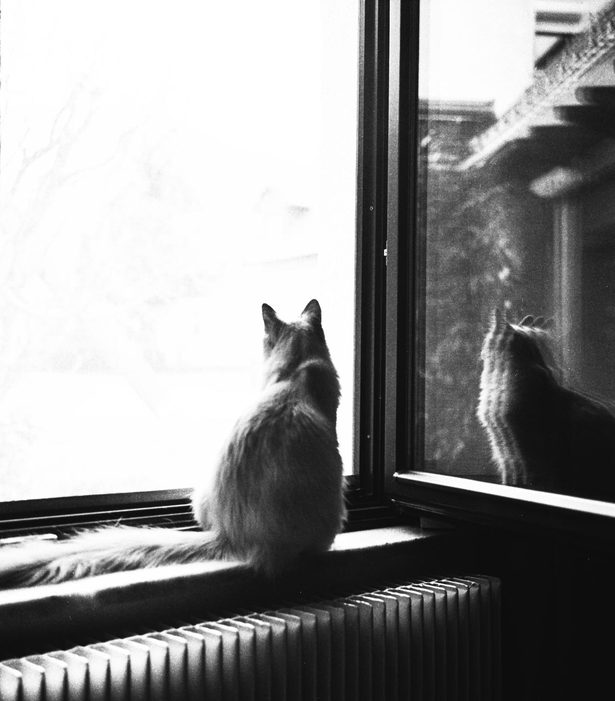 A cat sits on a windowsill looking out a window, with its reflection visible in an adjacent window pane.