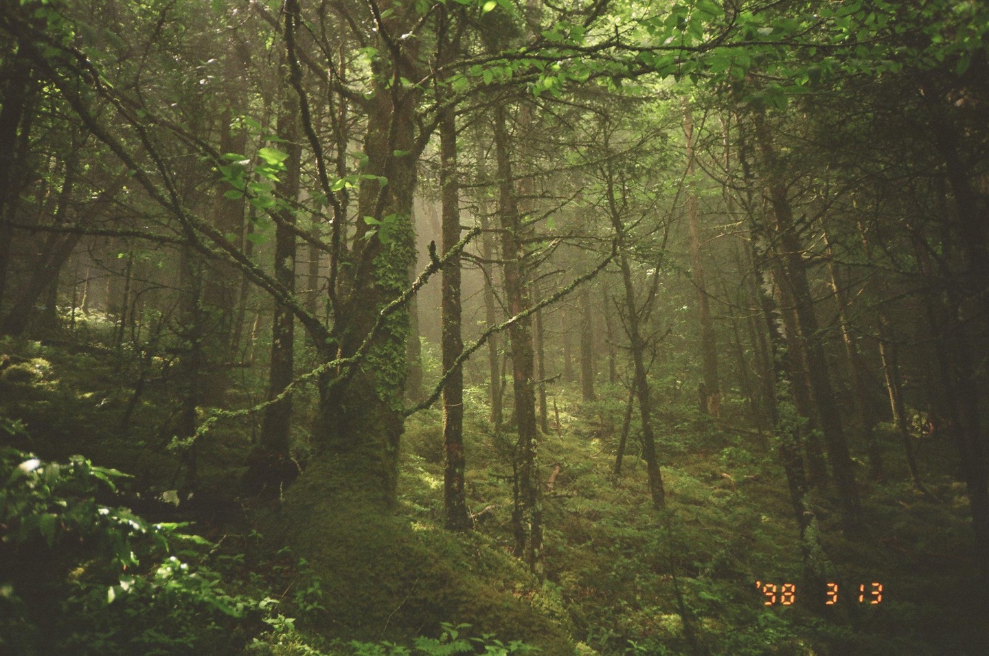 Sunlight streams through a dense, misty forest with moss-covered trees and undergrowth.