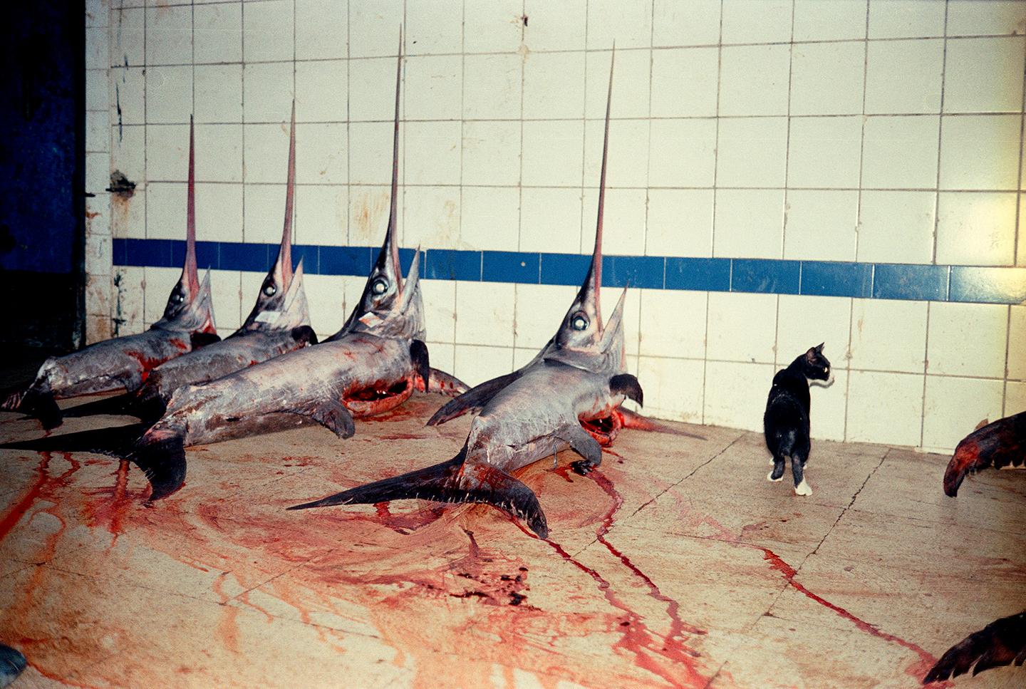 A black cat walks past several swordfish lying on a blood-stained floor in a fish market.