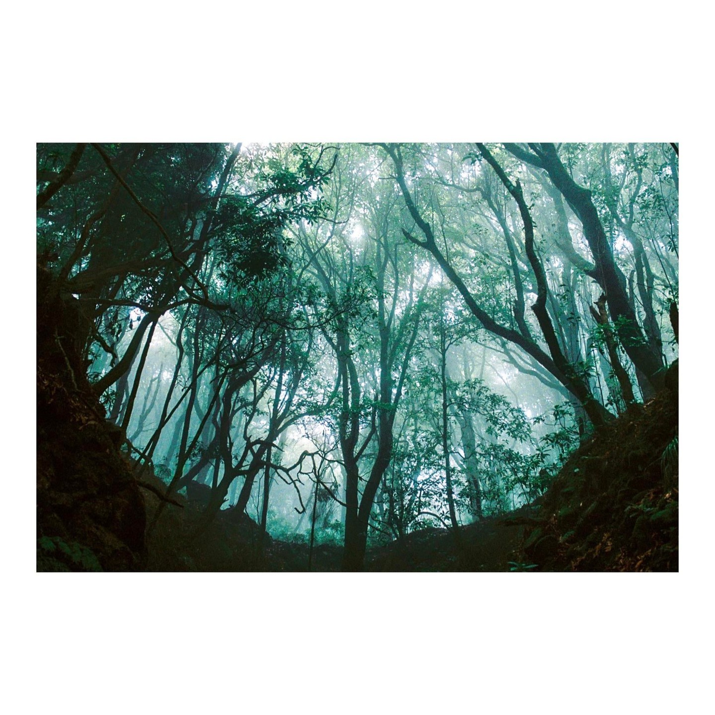 A dense forest is filled with fog, creating a mysterious atmosphere.