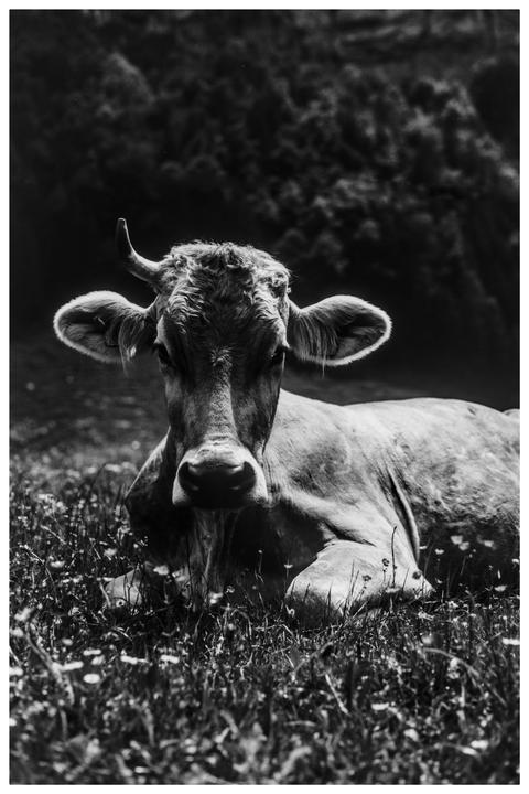 A cow with small horns lies in a field of grass and wildflowers.
