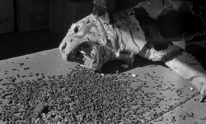 A paper tiger sculpture with a gaping mouth and visible teeth lies on a surface covered with small debris.