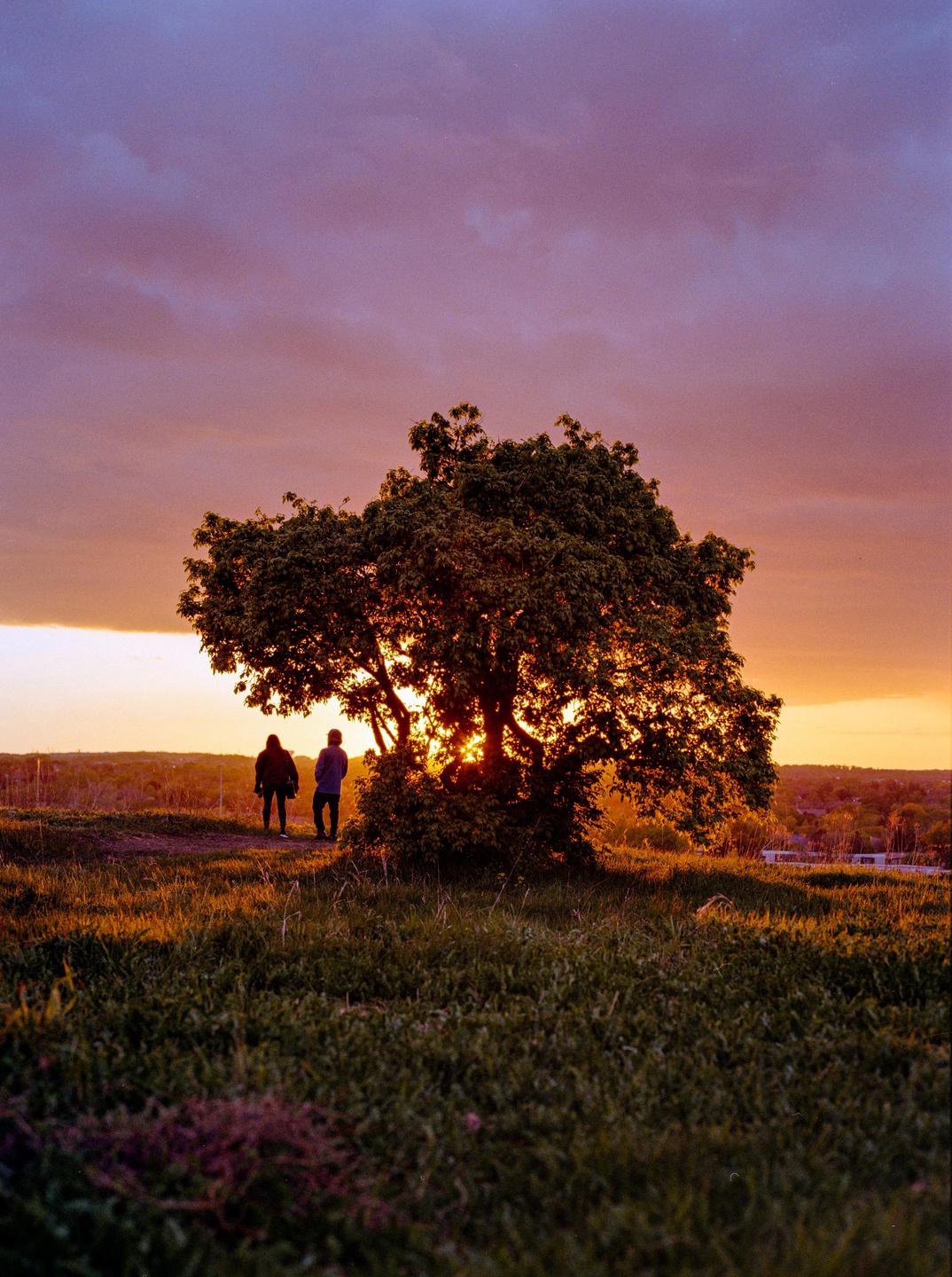Two people stand on a grassy hill watching the sunset behind a large tree.