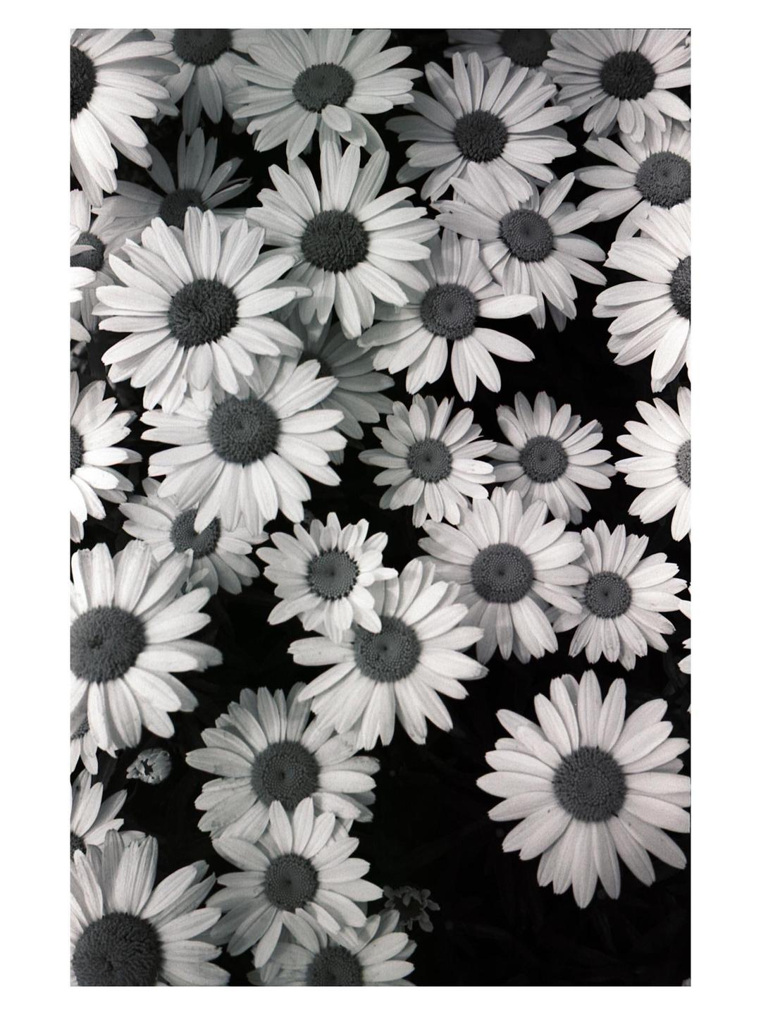 A dense cluster of daisies fills the frame.