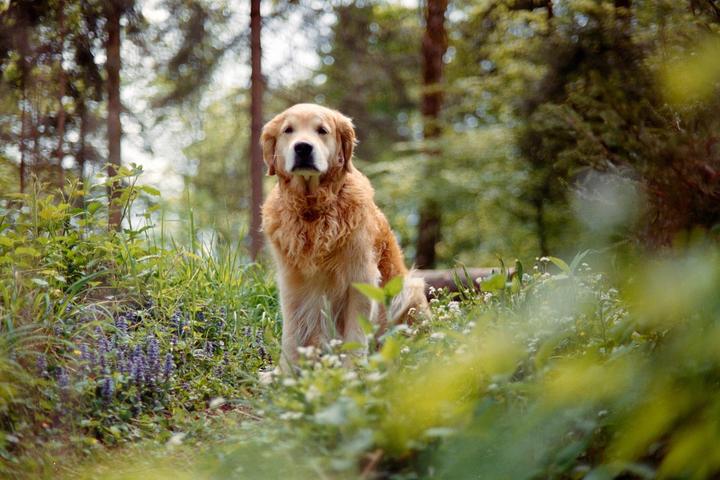 A golden retriever sits in a forest clearing surrounded by green foliage and small purple and white flowers.