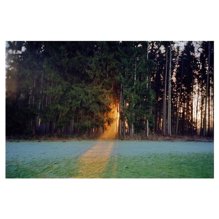 Sunlight streams through a forest onto a field covered in frost.