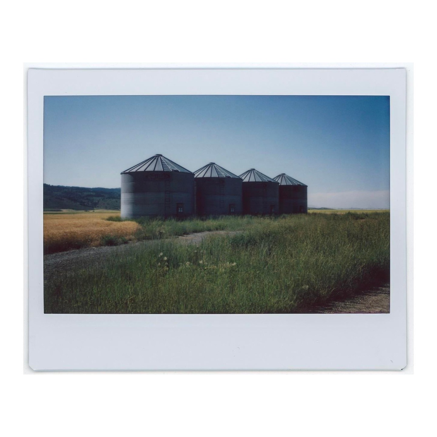 Four grain silos stand in a field of tall grass and wheat under a clear sky.