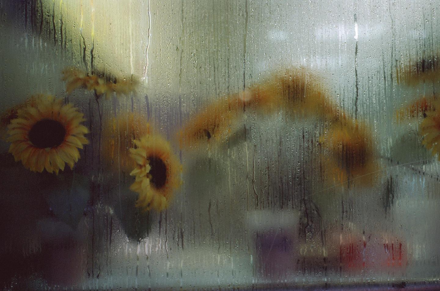 Sunflowers are visible through a window covered in condensation and water streaks.