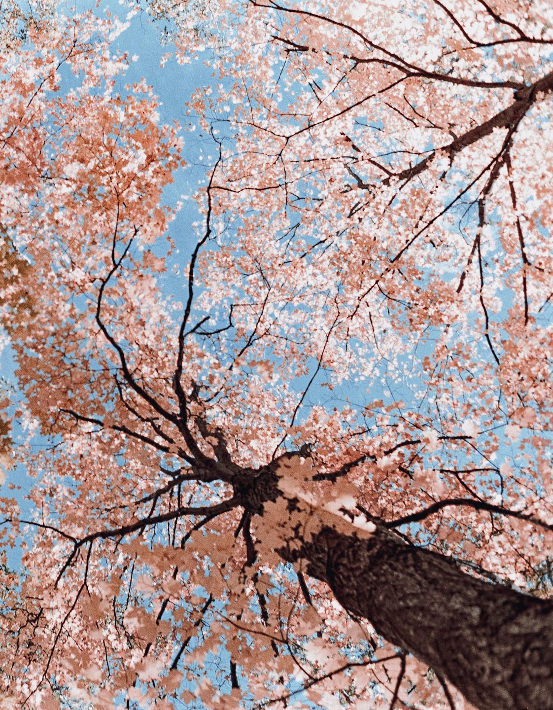 A low-angle view shows a tree with pink leaves against a blue sky.