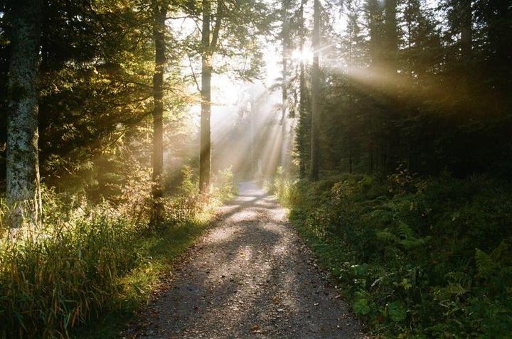 Sunlight streams through the trees onto a path in a forest.
