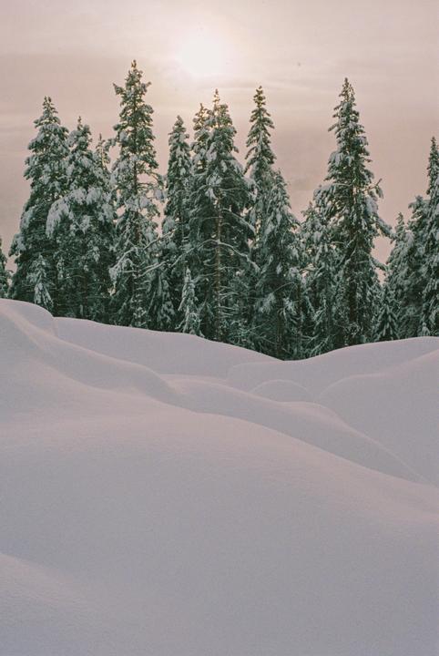 A snow-covered forest with a bright sky is visible behind rolling snowdrifts.