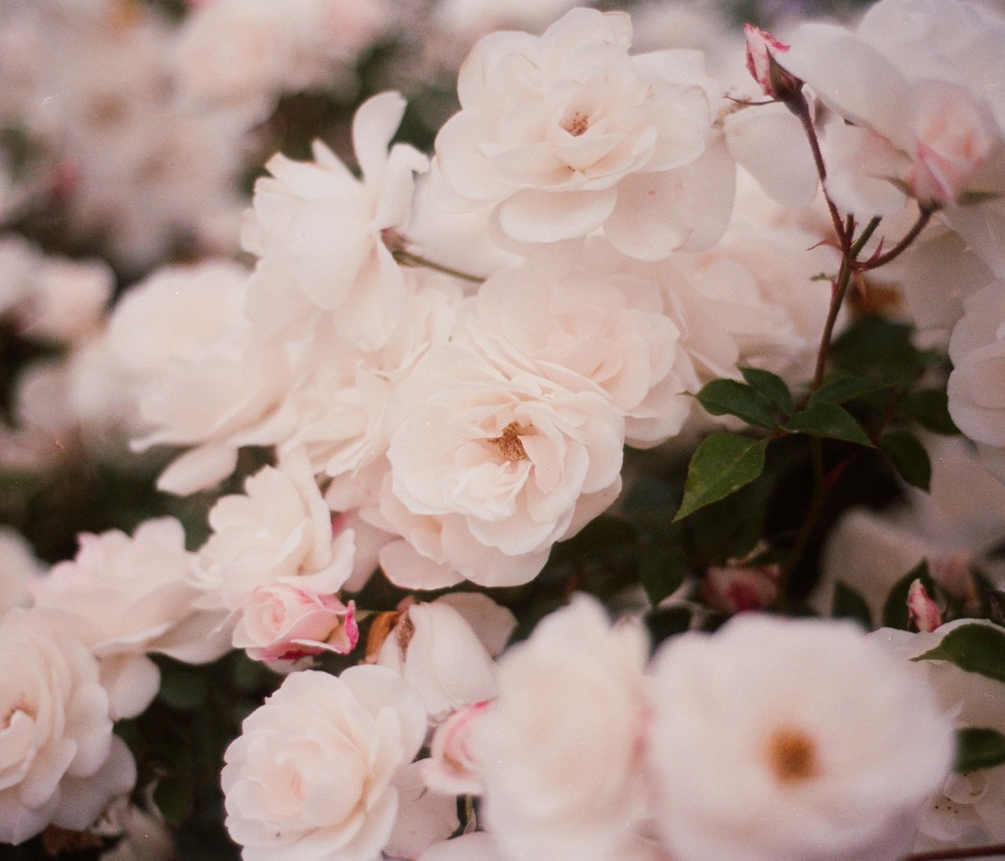 A cluster of light pink roses with green leaves is shown in a close-up.