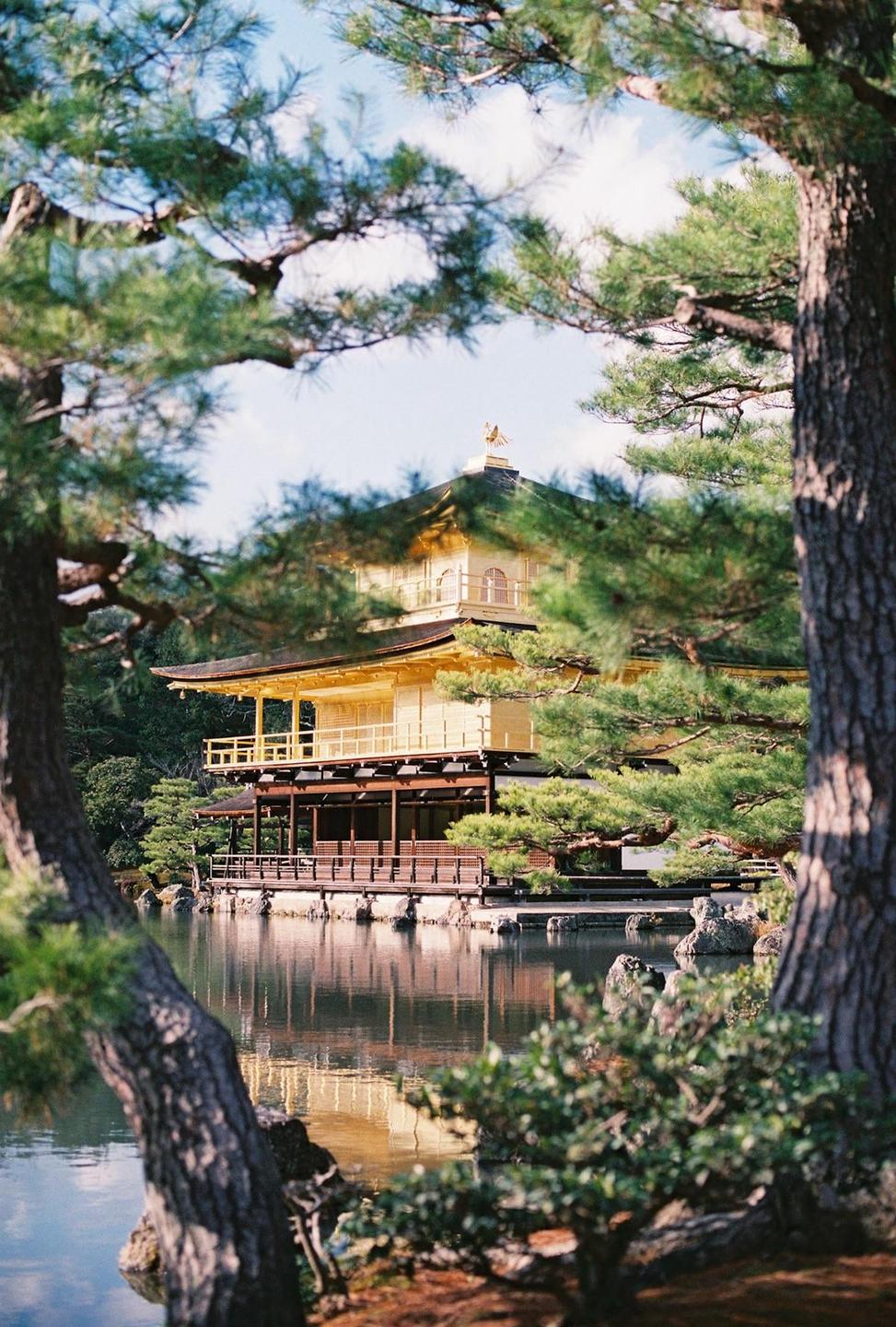 A golden temple with a phoenix on its roof is visible through a frame of pine trees, with its reflection in the water below.