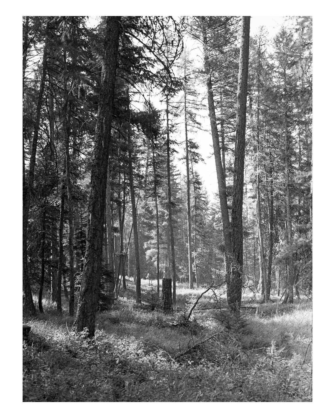 Sunlight illuminates the undergrowth and trees in a dense forest.